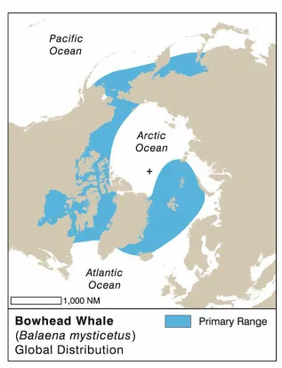 Bowhead Whale Range Map Crop