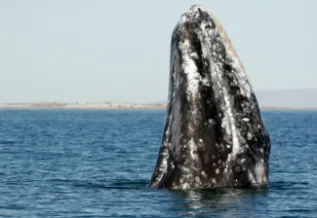 GrayWhSpyhop Mexico Chris Johnson 180408 102124