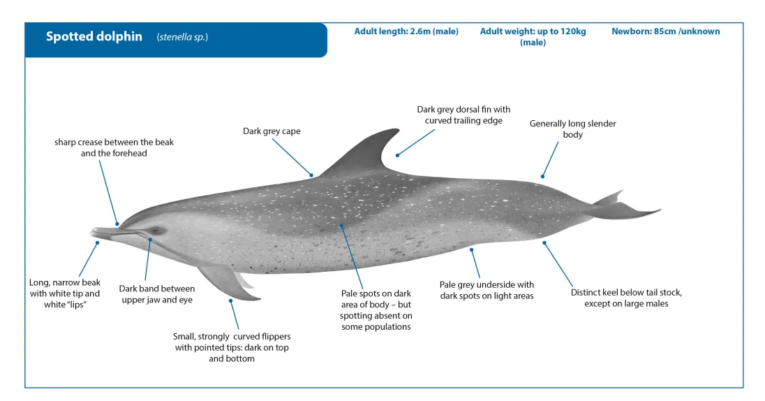 Spotted Dolphin NEW Crop