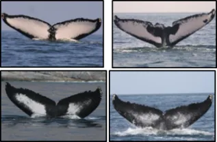 Humpback Photo ID Composite