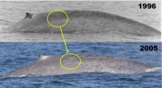 Diane Gendron Blue Whale Photo ID