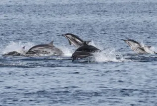 IMG 9085 Crop R Baldwin 5OES Fujeira Whale Project