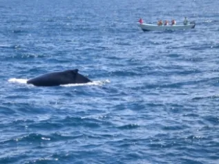 Yola And Whale Samana Bay Christine Gleason
