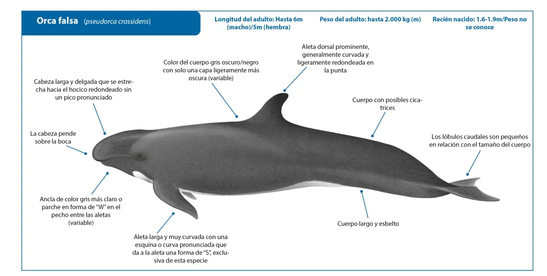 False Killer Whale SP Crop
