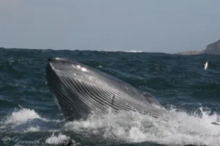 Brydes Whale Feeding Gwenith Penry