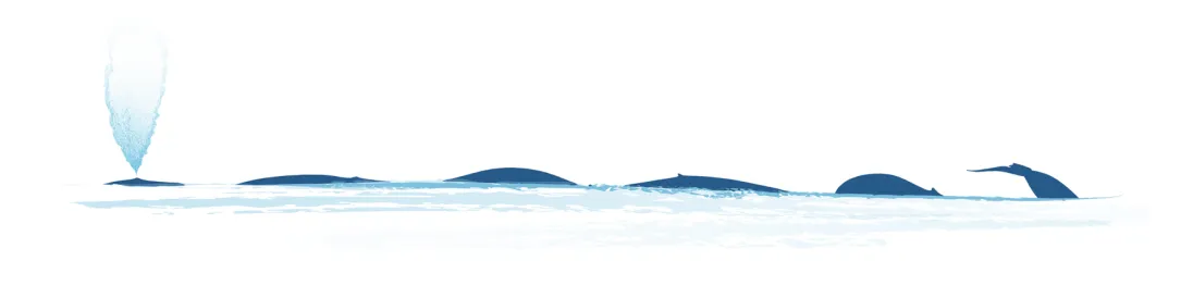 Blue Whale Surfacing IWC