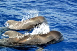 MEER Kurs 2013 La Gomera 58