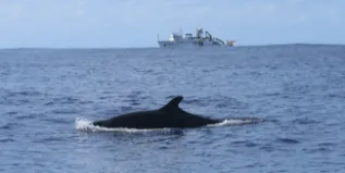 PIFSC 20171008 S178 G 2686 PAO