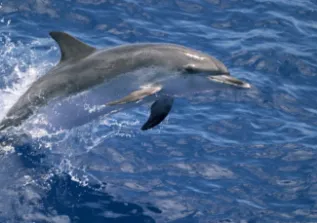 AtlSpottedDolp USA ChrisJohnson