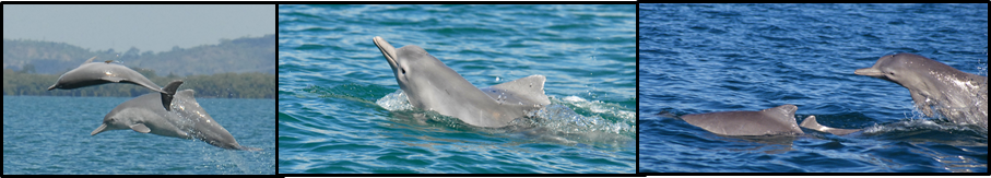 Sousa Sahulensis Composite