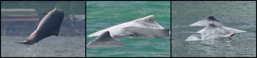 Sousa Chinensis Composite