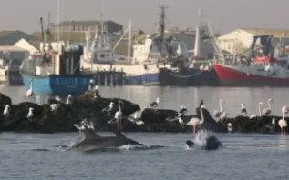 Bottlenose Dophins Near Fishing Harbour Walvis Bay Namibia  S Golaski Namibian Dolphin Project