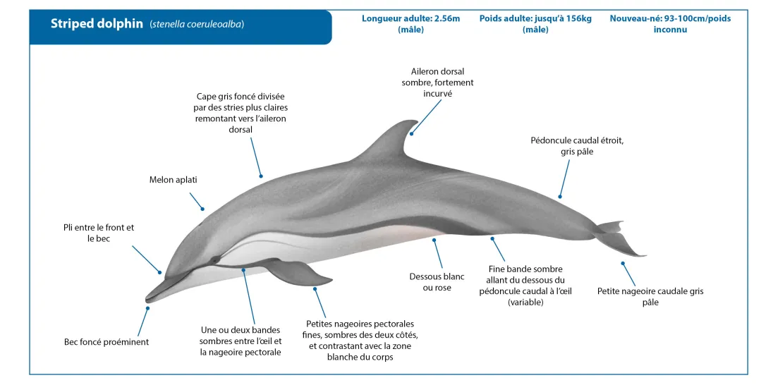Striped Dolphin FR Crop