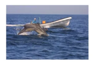 Delphinus Mo Calf With Fisherman