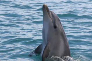 Bottlenose Dolphins Img 7 Dolphin Research Institute