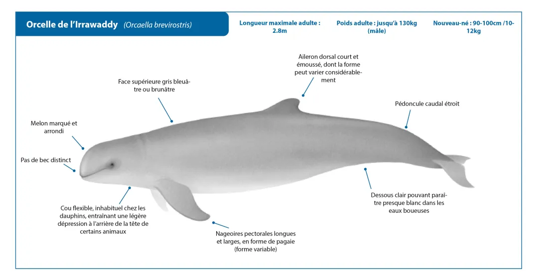 Irrawaddy Dolphin FR Crop
