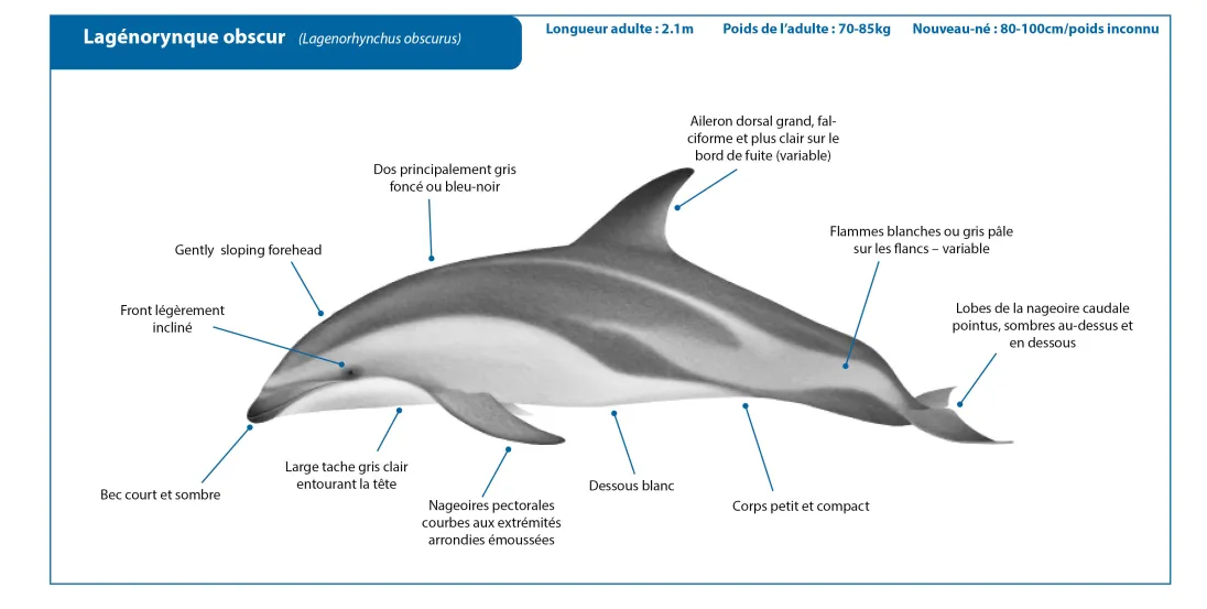 Dusky Dolphin FR Crop