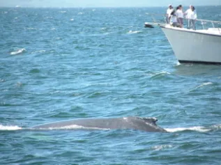 Whale And WW Vessel Samana Bay Christine Gleason