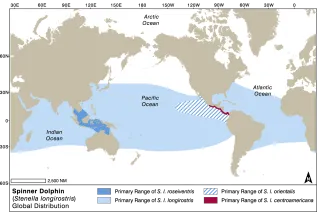 Spinner Dolphin Converted