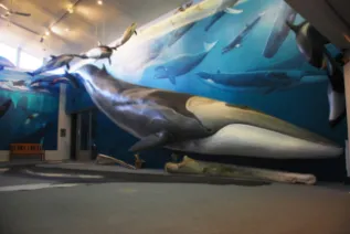 Mingan Island Cetacean Study Museum