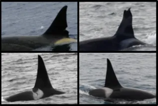 Killer Whale Photo ID Composite