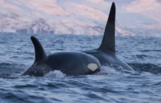 KillerWhalesTwo Norway ChrisJohnson