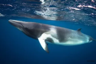 CMattCurnock2010 8296 MR