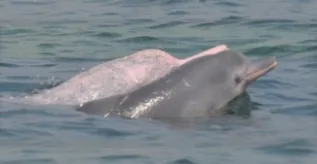 20120814 SDPKCH CPNIK 0229 Sousa Calf