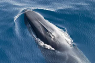 FinWhale Italy ChrisJohnson