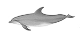 Bottlenose Dolphin