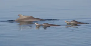 Sousa Plumbea Gill Braulik Tanzania
