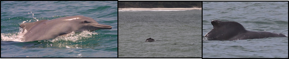 Sousa Plumbea And Teuszii Composite