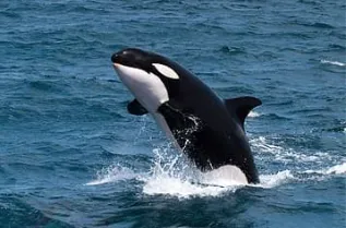 Killer Whale