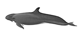 False Killer Whale