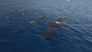 Swimmers And Whales  Slim Pickins