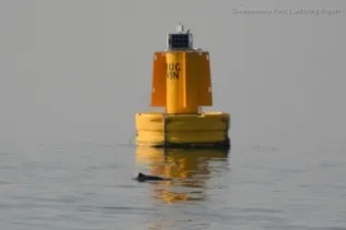 Harbour Porpoise And Buoy