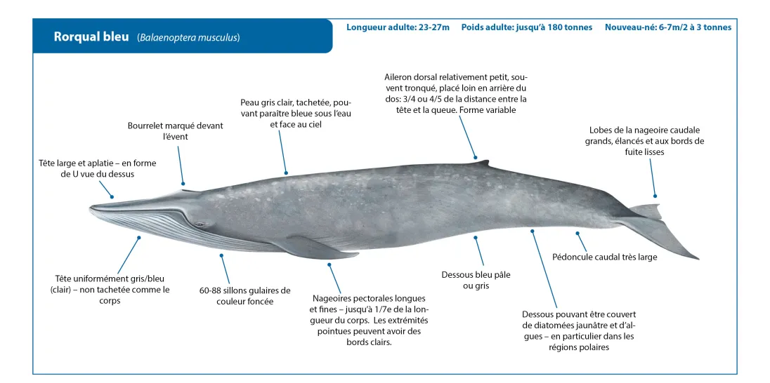 Blue Whale FR Crop