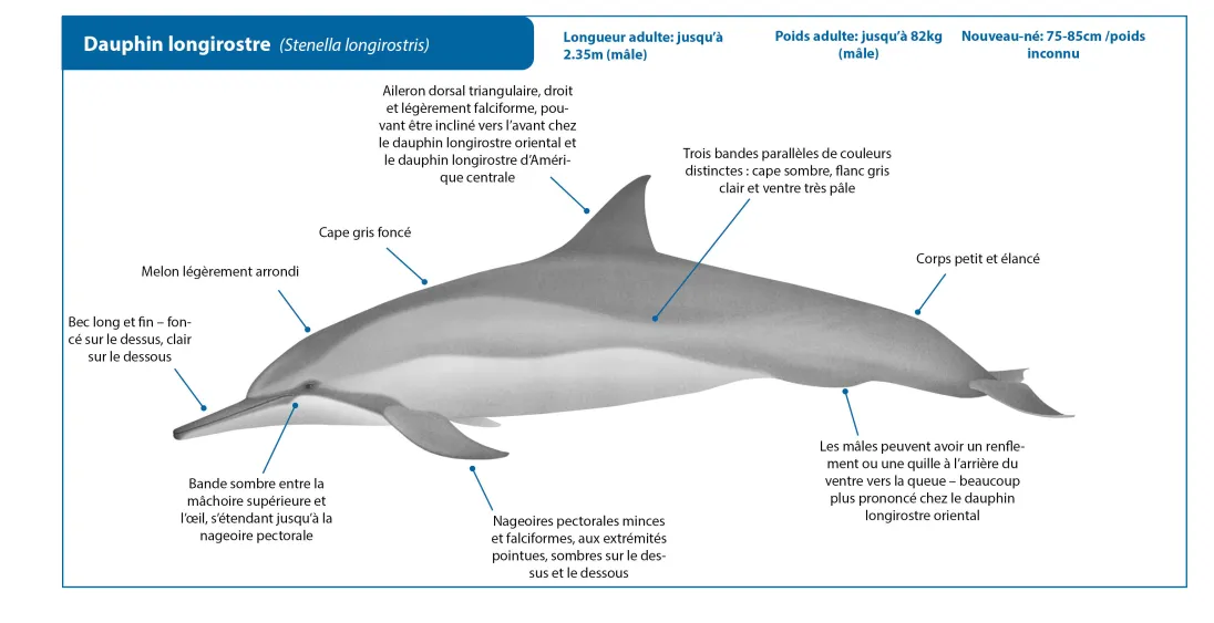 Spinner Dolphin FR Crop