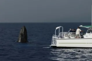 Humpback Whale And Vessel In Hawaii