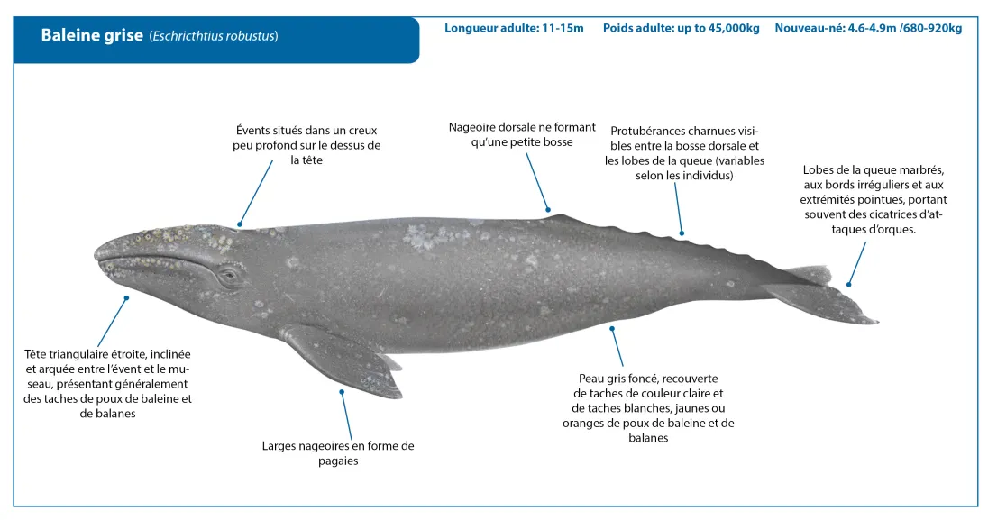 Gray Whale FRENCH Crop