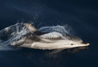 StripedDolph2 Spain ChrisJohnson