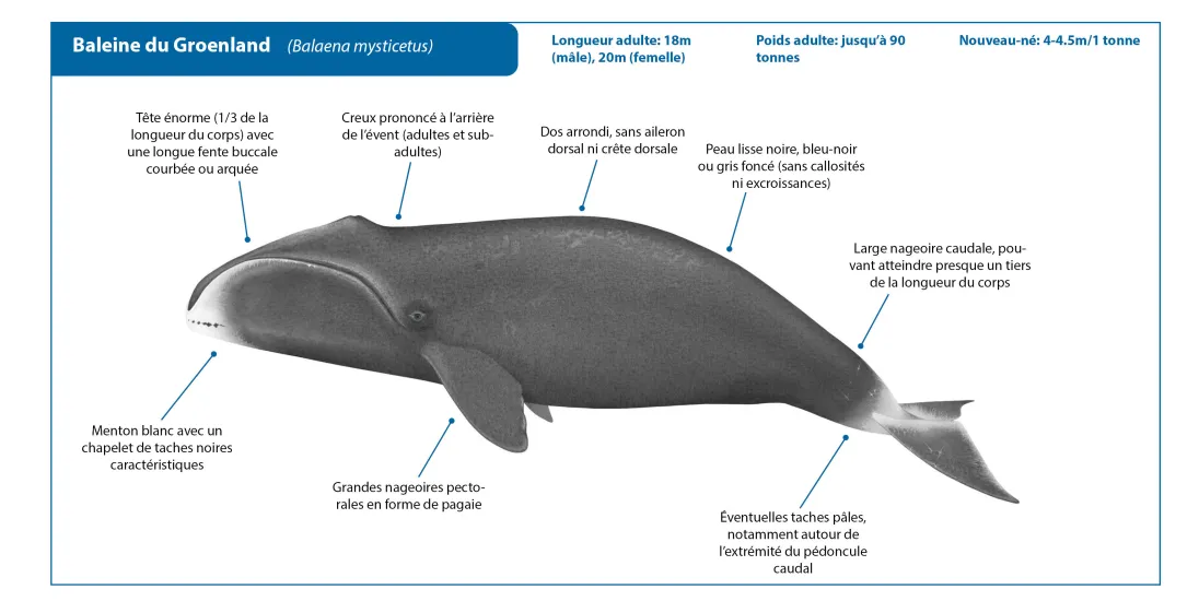 Bowhead Whale FR Crop