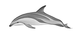 Dusky Dolphin