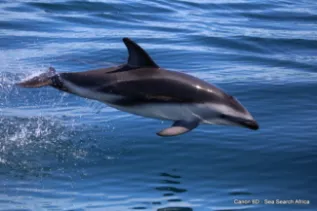 Dusky Dolphins Table Mountain Protected Area South Africa Simon Elwen Sea Search 5