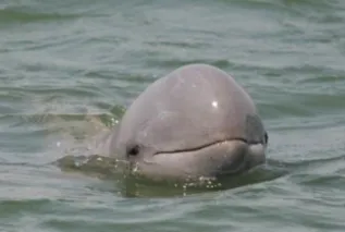 Irrawaddy Dolphin Chilka Dipani Crop