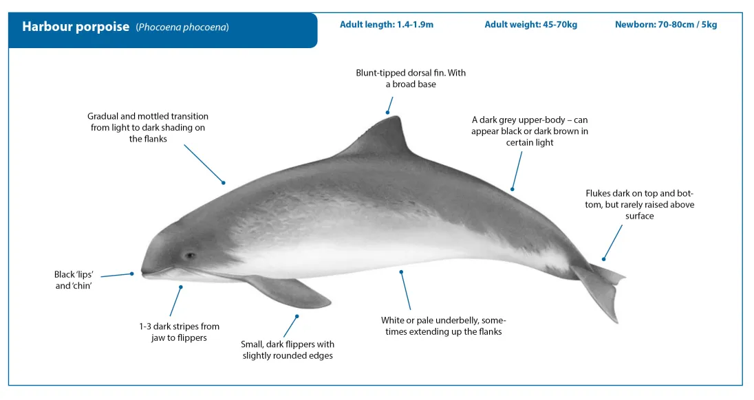 Species Account Jess Harbour Porpoise