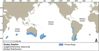 Dusky Dolphin Copy Converted