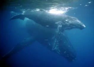 National Park Of Abrolhos Whales
