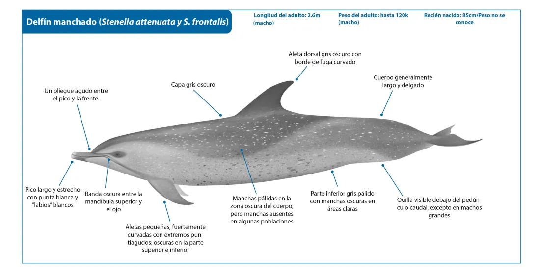 Spotted Dolphin SP Crop