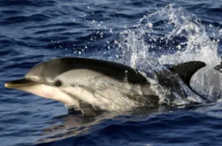 Striped Dolphin Greece ChrisJohnson